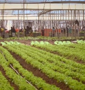 Prometen US$30,000 millones para desarrollar  agricultura en África