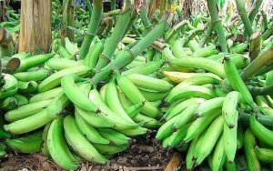A Partir de hoy no se exportarán plátanos desde RD