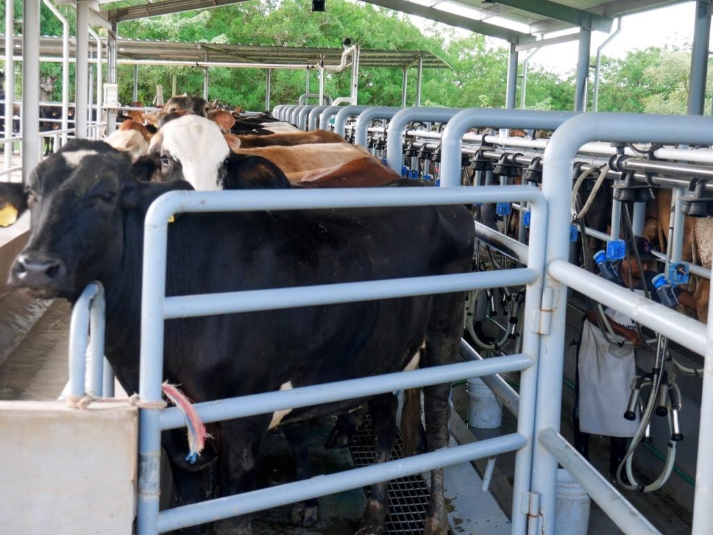 <strong>Ganadería de leche RD cuenta con la mejor genética </strong>