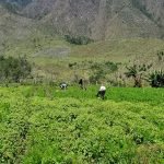 JAD propone que Inabie y Comedores Económicos compren el 100 % de sus alimentos al agro dominicano