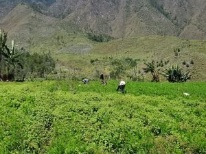 Japón se esfuerza para intentar recuperar la agricultura