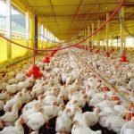 sector avícola dominicano produce más de 750,000 pollos y 10.8 millones de huevos al día para garantizar seguridad alimentaria