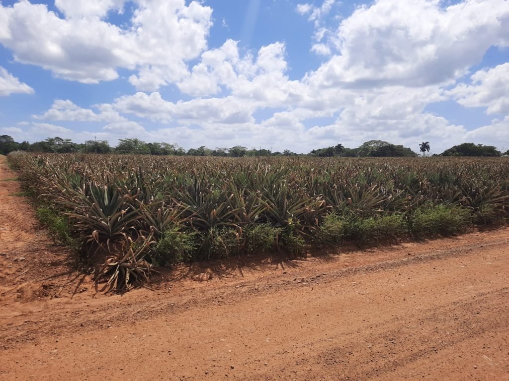 IICA implementará proyecto busca reducir plaguicidas por bioplaguicidas