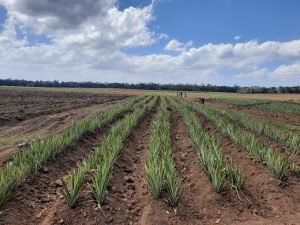 <strong>Francia estaría en crisis por la escasez de agricultores</strong>