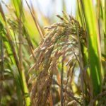 El sector agropecuario se destaca con un crecimiento interanual de 5.2 % en marzo de 2025