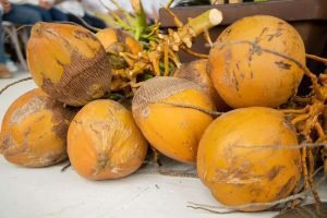 Un 33% volumen coco del país se produce en María Trinidad Sánchez
