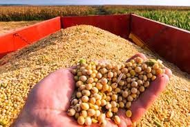 Argentina perdería su liderazgo mundial como exportador de harina de soja