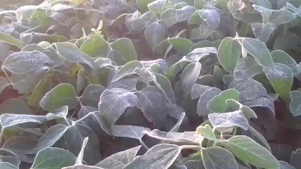 Córdoba en «emergencia agropecuaria» por las heladas