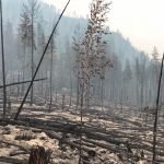 Incendios en aumento: ¿es el cerebro humano el responsable de la negación climática?