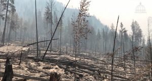 En 4 meses se registraron 540 incendios forestales en República Dominicana