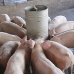 Sacrifican más de 400 cerdos en la provincia Espaillat por peste porcina africana