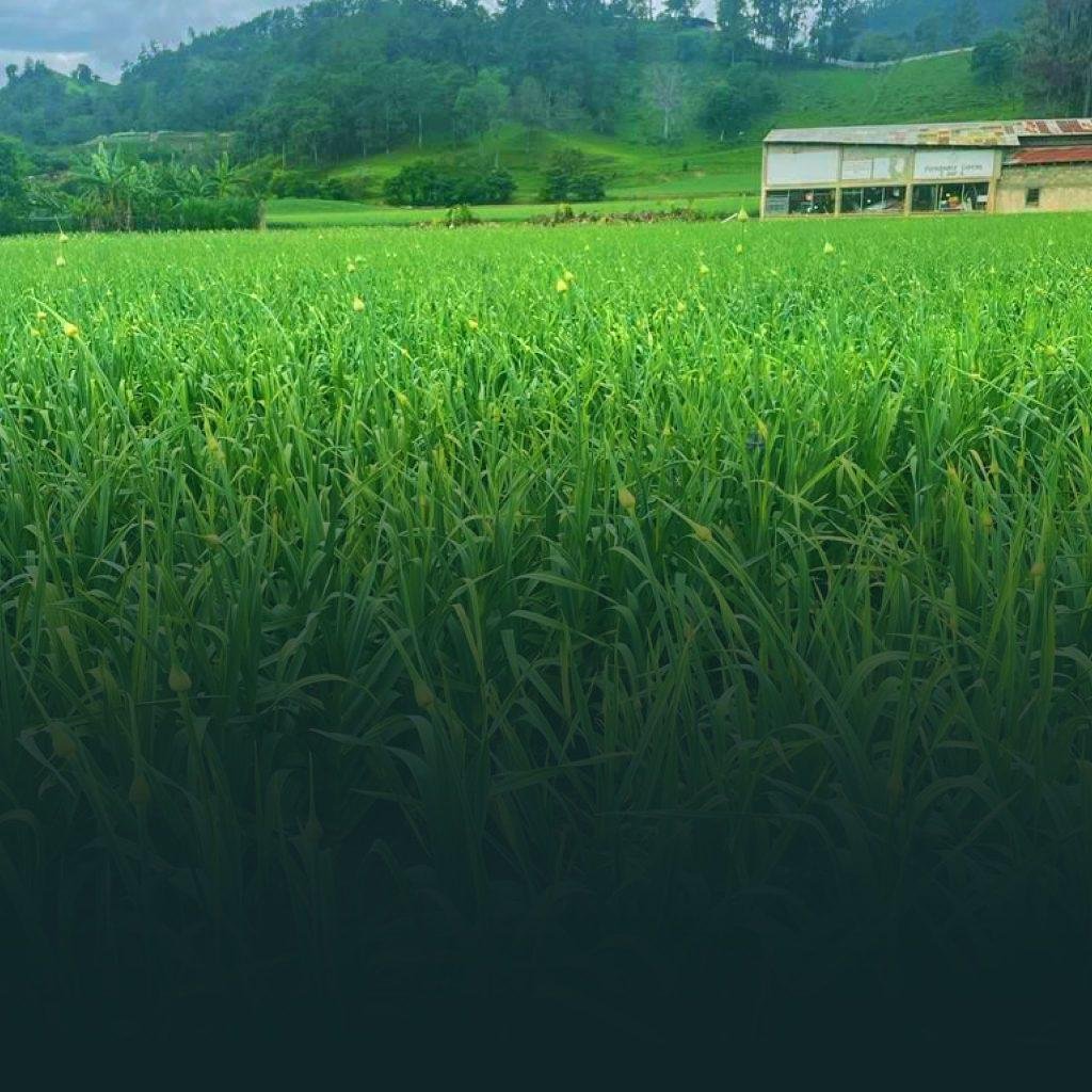 Banco Agrícola proyecta cosecha de 120,000 quintales de ajo en Constanza