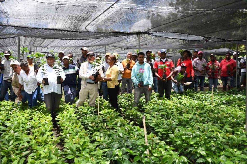 Gobierno distribuye dos millones de plantas de café tolerantes a la roya en zonas productivas