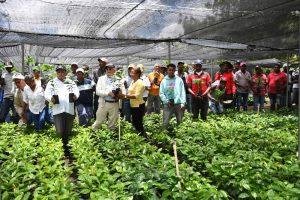 Gobierno distribuye dos millones de plantas de café tolerantes a la roya en zonas productivas