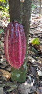 Anuncian Festival del Chocolate Dominicano 2023