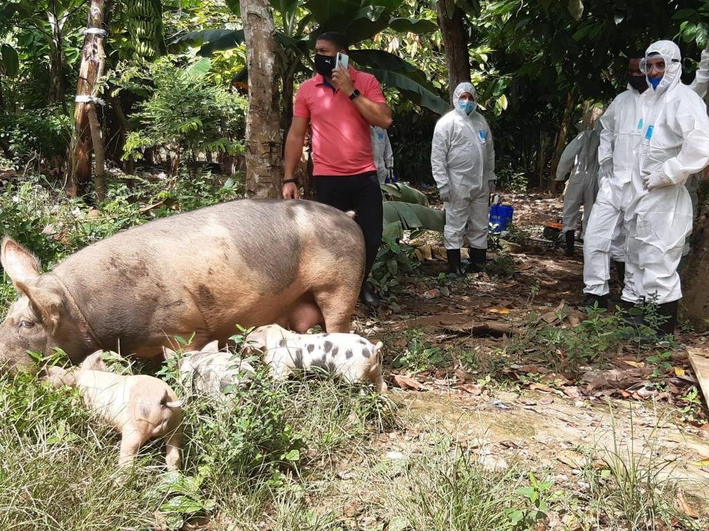 La Fiebre Porcina Africana está controlada en República Dominicana