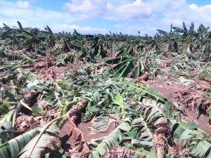 Pérdidas dejadas por tormenta Franklin podría pasar de RD$1,000 millones en sector agrícola