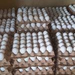 República Dominicana produce más de 28.3 millones de huevos mensuales