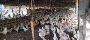 Productores avícolas no ven ayuda del Gobierno tras cierre de la frontera con Haití