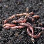 Día de la Tierra 2026: ¿cómo ayudar y realmente hacer una diferencia?