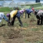 Impacto económico de la migración haitiana en República Dominicana