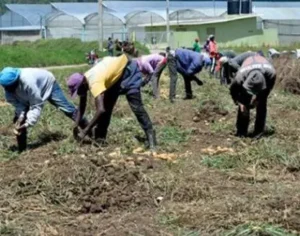 Impacto económico de la migración haitiana en República Dominicana