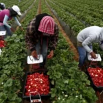Las redadas migratorias de Trump sacuden a la agricultura: «Se va a complicar» la disponibilidad de comida, advierten