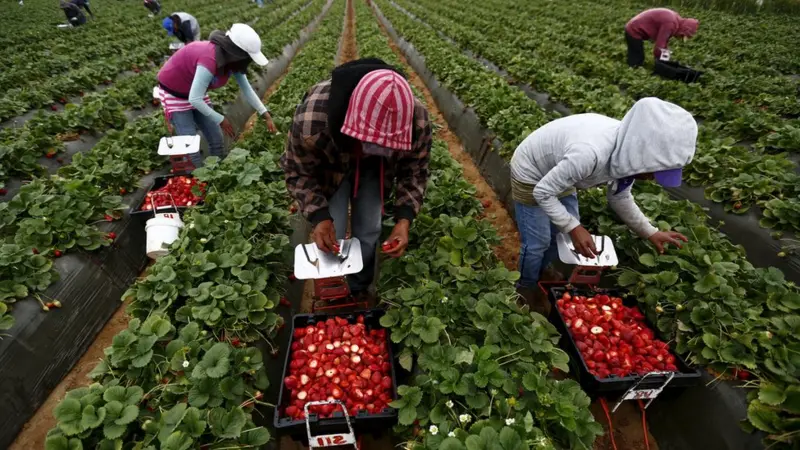 Las redadas migratorias de Trump sacuden a la agricultura: «Se va a complicar» la disponibilidad de comida, advierten