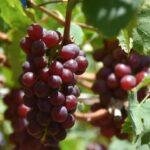 República Dominicana comienza exportación del primer contenedor de uvas de mesa hacia EE. UU.