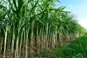 JAD escoge a CAEI como Agroempresa del Año 2025, máximo galardón del sector agropecuario