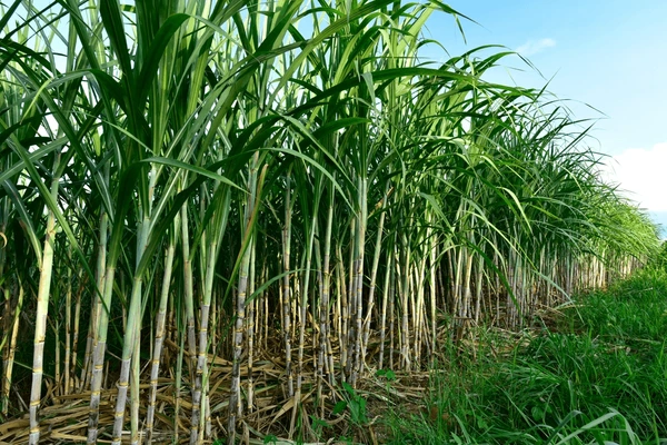 JAD escoge a CAEI como Agroempresa del Año 2025, máximo galardón del sector agropecuario