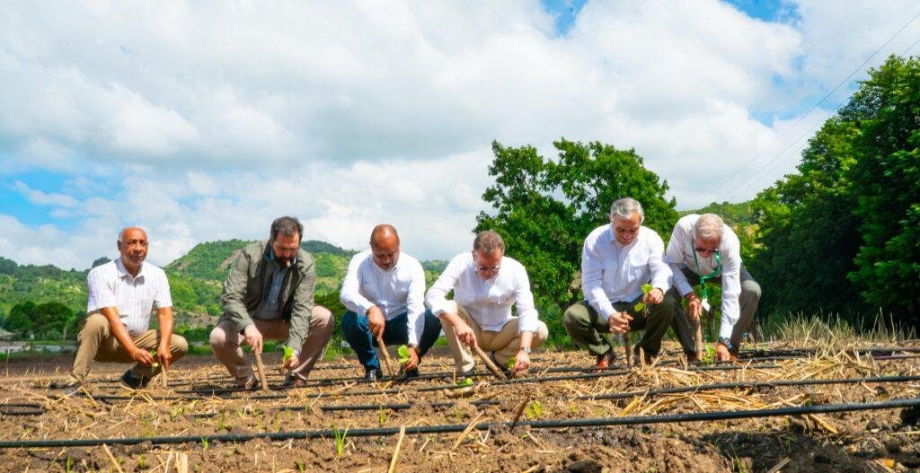 Intabaco inicia cosecha tabacalera 2025-2026 en Santiago