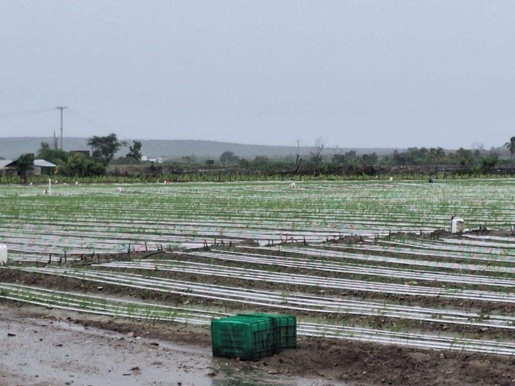 Tormenta Melissa causó pocos daños en zonas productivas del Sur