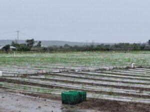Tormenta Melissa causó pocos daños en zonas productivas del Sur