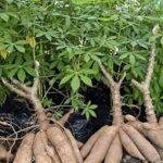 La yuca en República Dominicana: retos y oportunidades de un cultivo